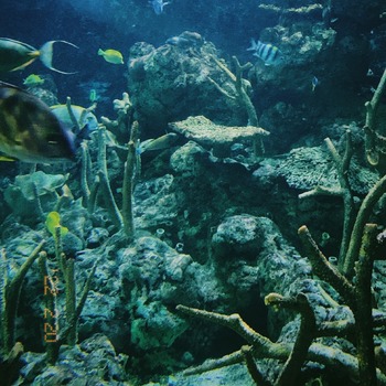 "Fish Tank" by tr3vtr0n